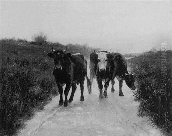 Cows On A Roadway - view 1