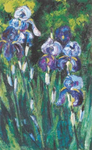 Iris Im Abendschatten - view 1