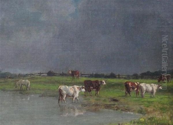 Cattle In Pasture - view 1