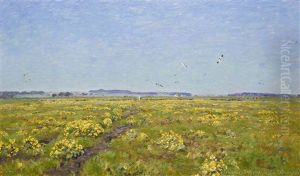 Field With Yellow Flowers