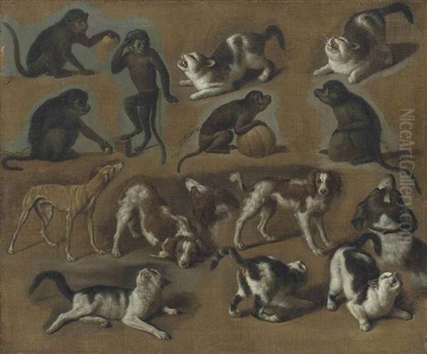 A Study Of Cats, Monkeys And Dogs - view 1
