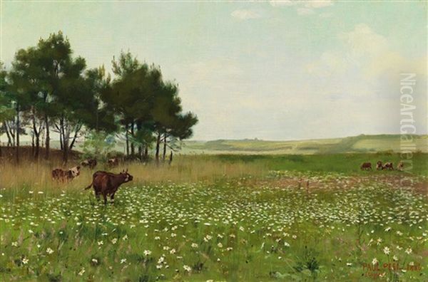 Daisies - view 1