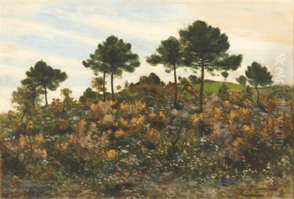 Chemin En Bordure De Foret A Ramatuelle - view 1