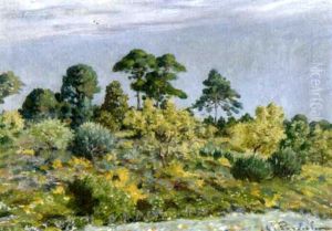 Les Pins Parasols