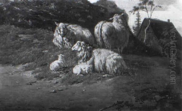 Ruhende Schafe - view 1