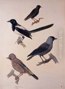 Birds (study; Collab. W/ Franz Steindachner) by August Von Pelzeln