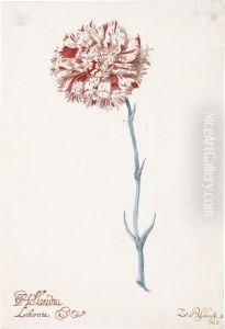 A Carnation: 'hollandia Liberata'