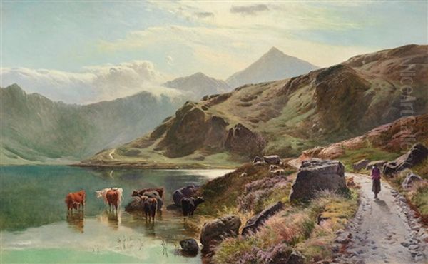 Cattle Watering Near Snowdonia - view 1