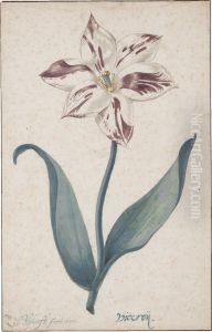A Tulip: 'viceroy' by Zacharias Blyhooft