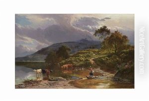 Cattle Watering On The Barmouth Estuary, North Wales