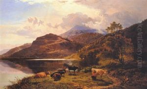Cattle Watering Near Barmouth, North Wales