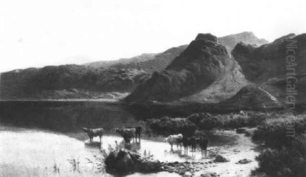 Cattle Watering Along A River Bank - view 1
