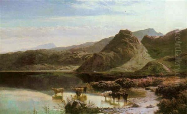 Cattle Watering In A Mountainous River Landscape, North Wales - view 1