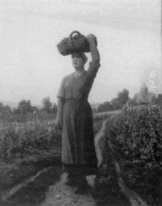 Harvesting The Grapes