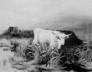 Highland Cattle Grazing