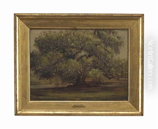 Live Oak, New Orleans - view 1