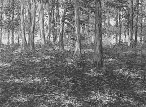 The Forest Carpet The Forest Carpet