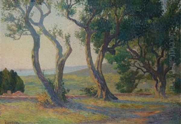 Olive Trees In The Morning - view 1