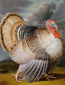 A Turkey In A Landscape by Wenceslaus (Wenzel) Peter
