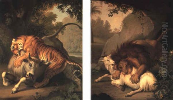 Tiger Attacking A Bull - view 1