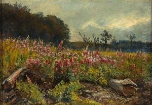 Bluhende Wiese An Einem Prachtvollen Sommertag