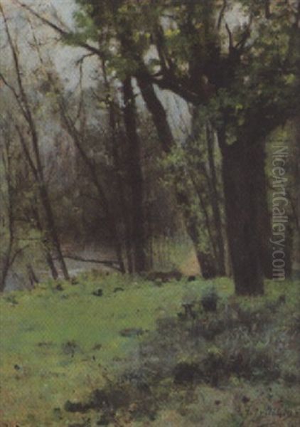 Sommerliche Waldlandschaft - view 1