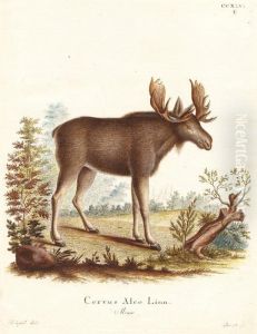 Cervus Alce Linnensae by Johann Carl Bock