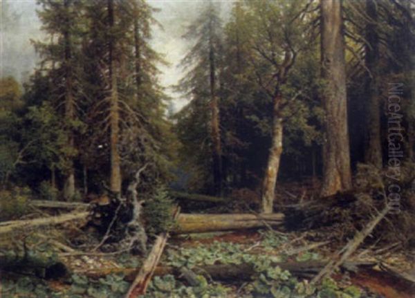 Urwald Am Kubani In Bohmen - view 1