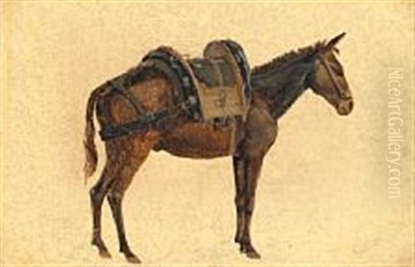 A Saddled Donkey, Seen From The Side - view 1