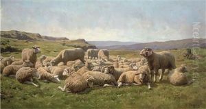 Sheep In A Meadow Sheep In A Meadow
