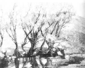 Willows In The Spring