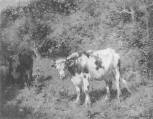 Cattle Grazing