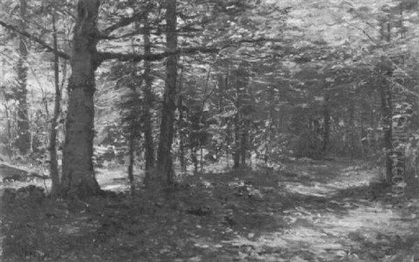 Path Through The Woods - view 1