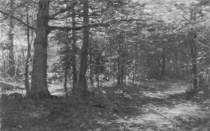 Path Through The Woods Path Through The Woods
