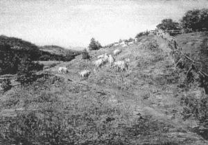 Sheep On The Hillside