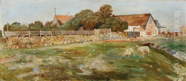 Cows And Sheep At Nyvaerk On Saltholm - view 1