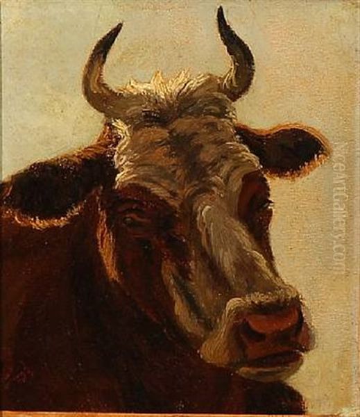 A Cow - view 1