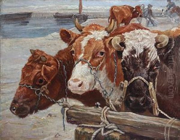 Three Cows Waiting For Shipping To Saltholm - view 1