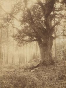Foret De Fontainebleau, Etude D'arbre by Charles Bodmer