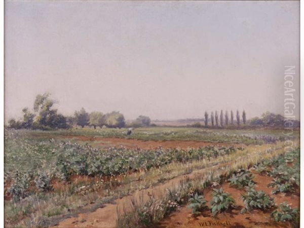 Summer Field - view 1