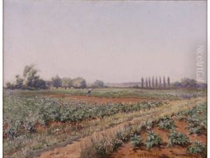 Summer Field Summer Field
