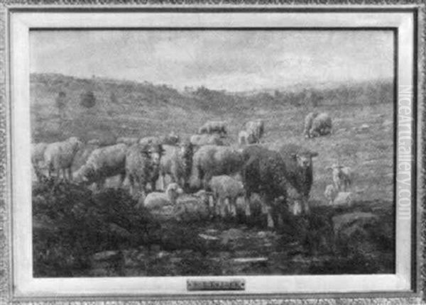 Sheep In The Meadow - view 1