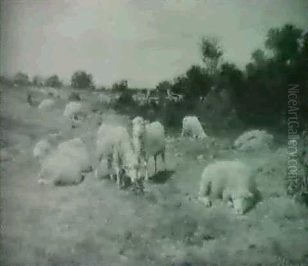 Enjoying Spring's Warmth/a Pasture View With Sheep - view 1