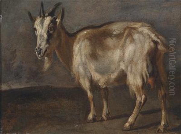 Study Of A Goat - view 1
