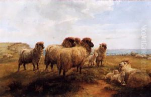 Sheep Resting On A Cliff by Walter Henry Pigott