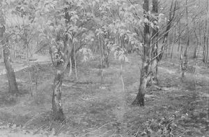Laubwald Mit Bach by Karl Pippich
