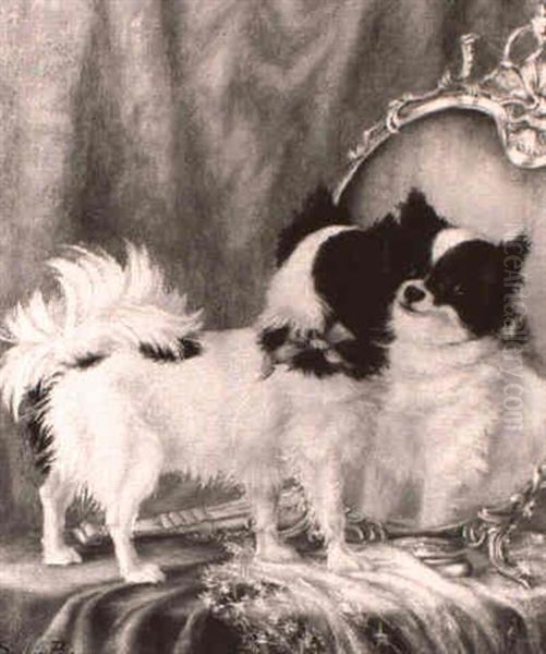 A Black And White Papillon Admiring Itself - view 1