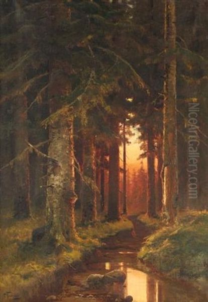 Woodland Sunrise - view 1