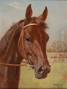 Bay Racehorse