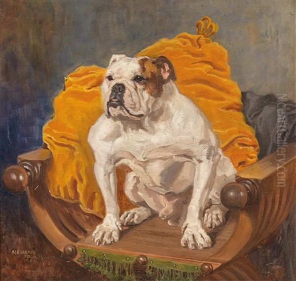 Englische Bulldogge - view 1